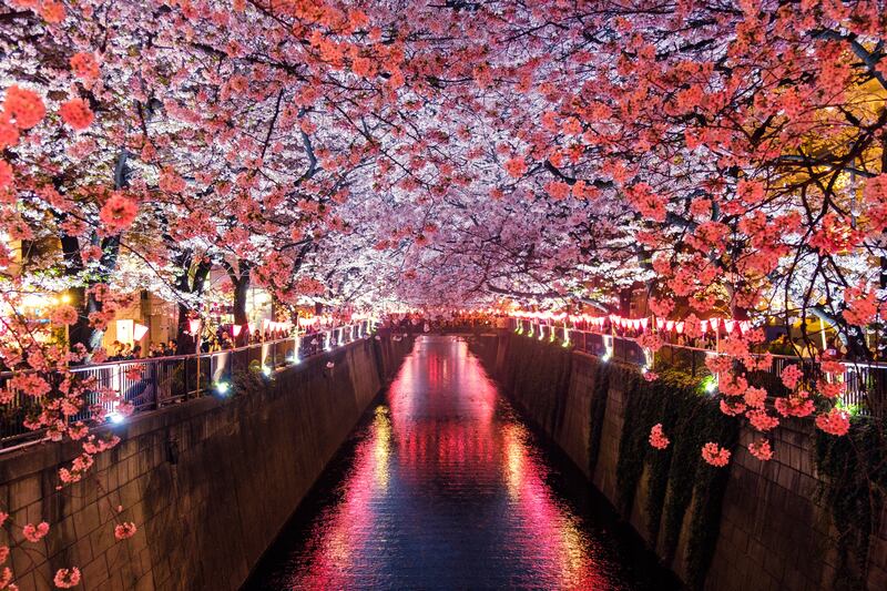 Sakura blossoms hang over the Meguro River as it flows through Tokyo. Photo: Sora Sagano / Unsplash
