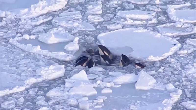 Footage of killer whales trapped in ice off the Japanese island of Hokkaido prompted concerns from environmental groups, but the whales escaped safely. AP