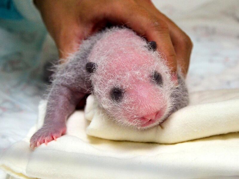 A handout photo made available by Taipei Zoo shows the panda cub born at Taipei Zoo on 28 June in Taipei. EPA