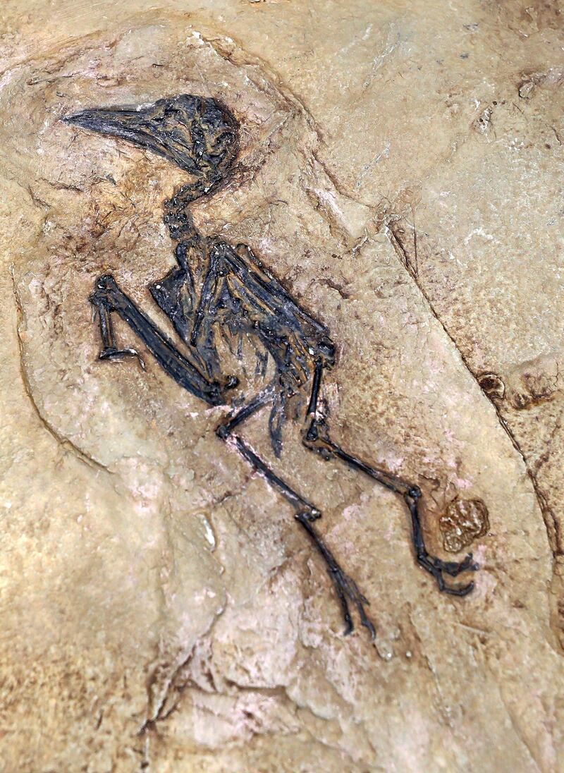 Sharjah, United Arab Emirates - July 10, 2019: Weekend's postcard section. A fossilised bird, 44 million years old at the Mleiha Archaeological Centre. Wednesday the 10th of July 2019. Maleha, Sharjah. Chris Whiteoak / The National
