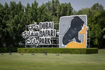 The park has introduced newborn animals including an Ankole-Watusi cow, an Arabian oryx and a Nile crocodile. Photo: Dubai Safari Park