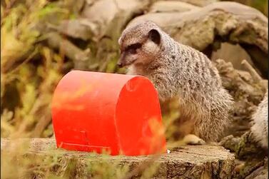 The resident meerkats have already sent ‘Christmas wish lists’ to Santa Claus through mini post-boxes filled with crickets.
