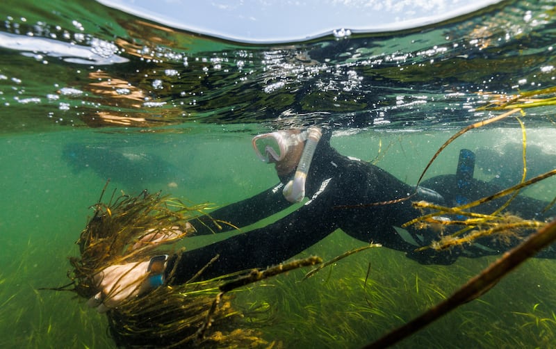 A marine scientist dives with flowering seagrass she collected, in Laboe, Germany. Reuters