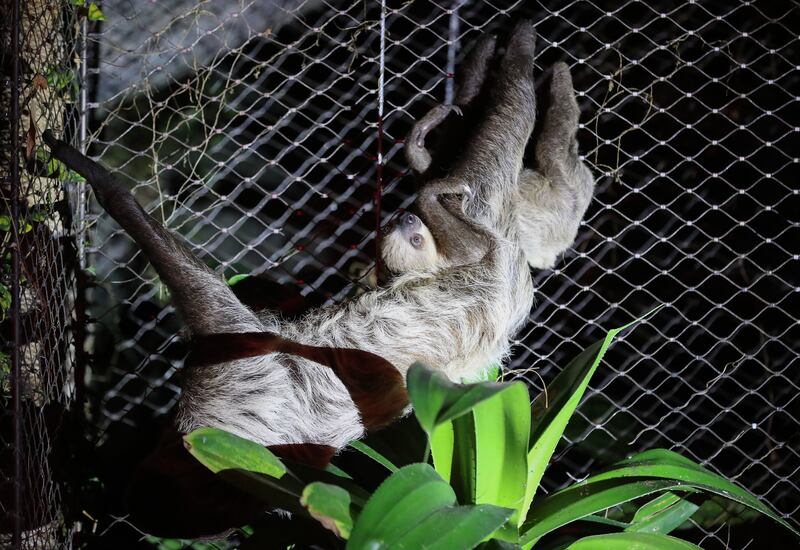 The sloths climb at night.