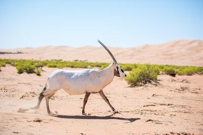 A conservation project for the Scimitar horned Oryx saw animals bred in the UAE released into a reserve in Chad last year.