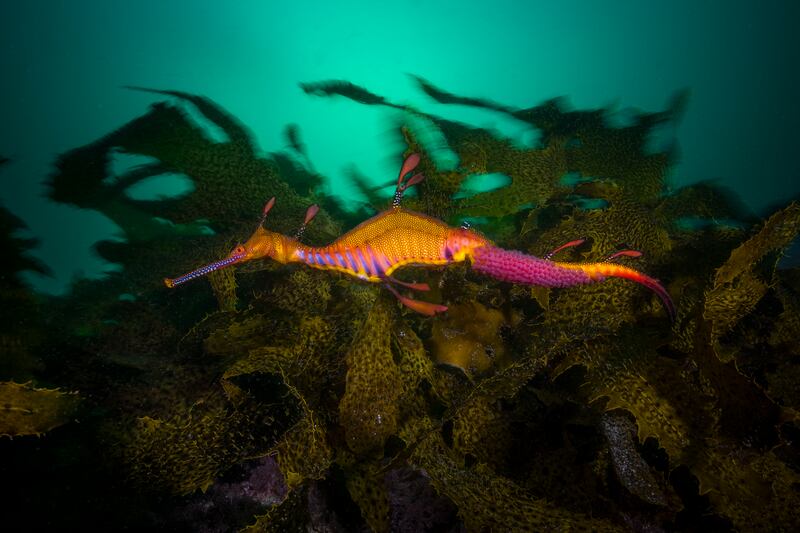 Winner, Portfolio, Matty Smith. A pregnant leafy sea dragon.