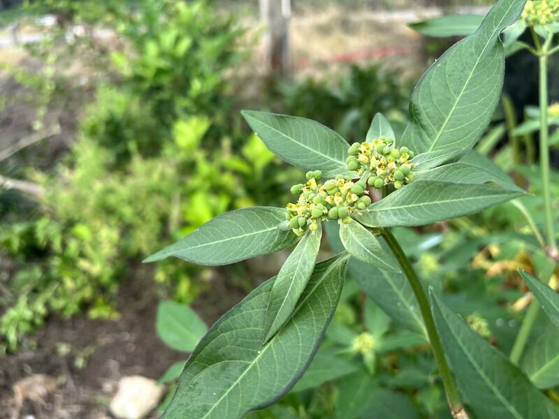 Euphorbia cyathophora flower, or painted spurge, which tends to flourish in sandy soil, was found growing freely at a plant nursery in Dibba. Getty Images