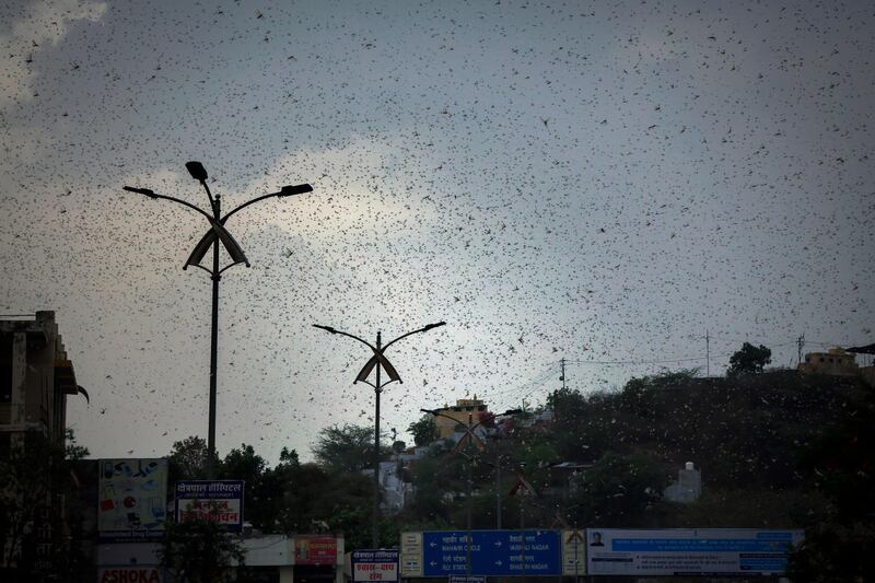 Locusts swarming over the city and nearby areas in Ajmer, Rajasthan, India. AP