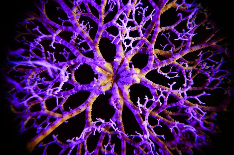 A basket star, which is an invertebrate with twisting and turning arms, was also noted. Photo: OceanX