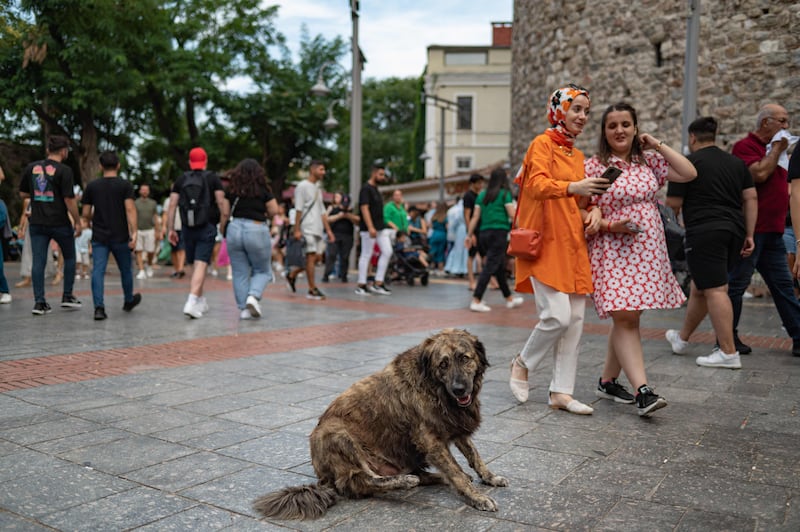 Two months before the girl was attacked, Mr Imamoglu had launched one of his many social media campaigns – this one featuring the travels of a stray called Boji on Istanbul's trains and ferries. Mr Erdogan's message was clear – the government was trying to make the streets safe from dogs let loose by the opposition.