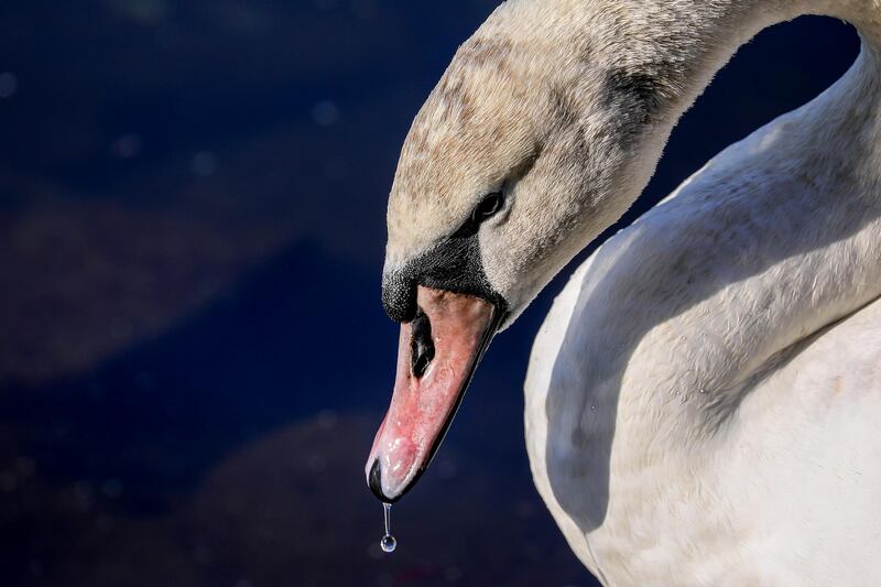 A swan picks water as it cleans its feathers at the Landwehr Canal in Germany.  EPA