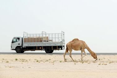 Camel overgrazing is a threat to rare desert plant life. Chris Whiteoak / The National