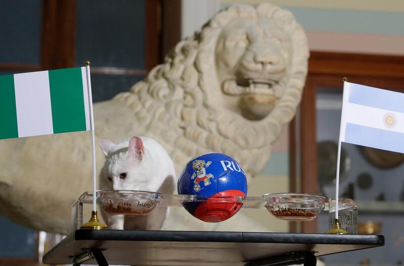 Achilles the cat, who lives in St Petersburg's Hermitage Museum, chooses Nigeria while predicting the result of the World Cup match between Argentina and Nigeria. AP