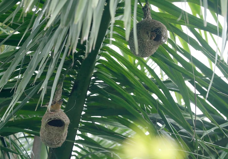 A Baya Weaver (Ploceus philippinus) build his nest as other bird looks out from the nest in a betelnut tree in Yangon, Myanmar. It is the males of the species which build nests, stripping long grass and paddy, and weaving them into place between numerous trips. Baya Weavers are known for their elaborately woven nests. The Baya Weaver is a gregarious bird and breeds in colonies. The nest is a long graceful retort-shaped made of woven grass, with the mouth pointing downwards, suspended from the outer boughs of trees or bushes.  EPA