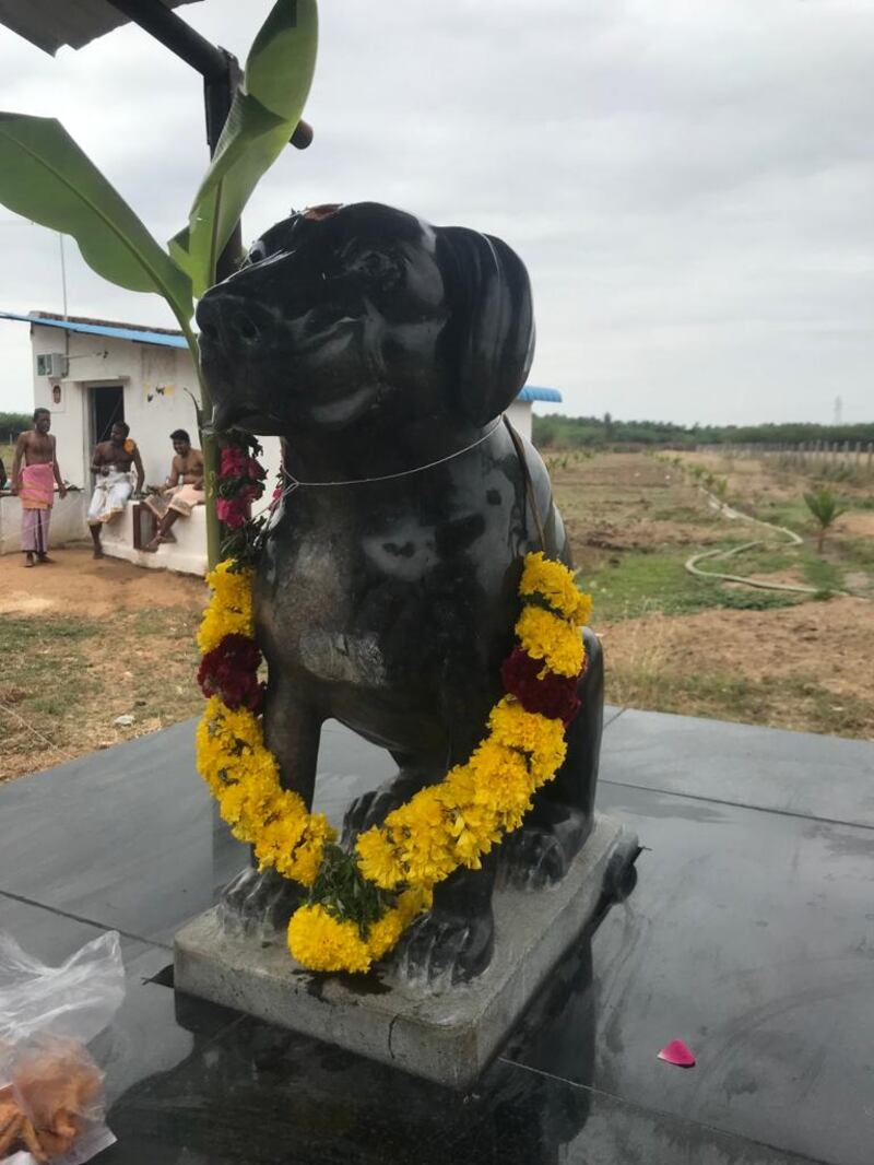 Muthu Kumar, 82, a former government employee from Sivaganga in southern Tamil Nadu state has built a statue of his beloved dog, a brown Labrador, named Tom. Photo: Manoj Kumar