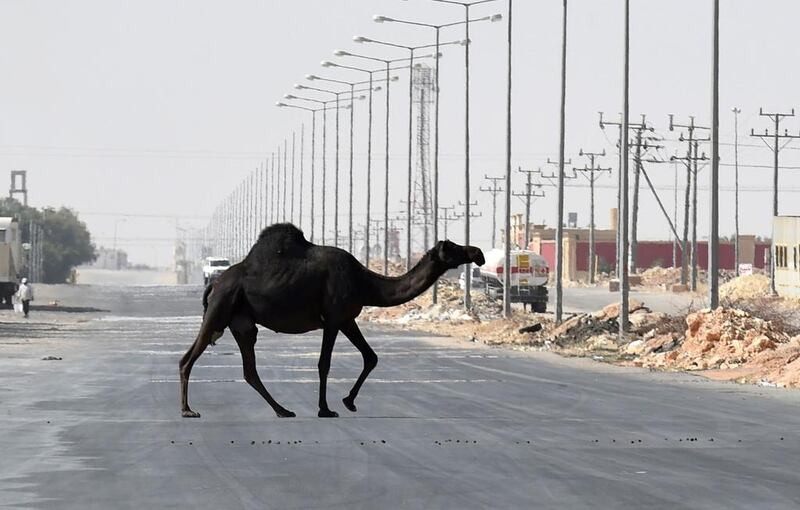 A camel crosses the street in al-Janadriyah, Saudi Arabia. AFP