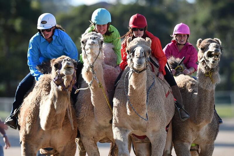 The annual three-day event features one-humped Dromedary camels.