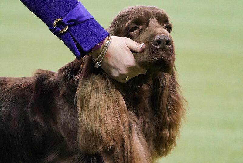 A cheeky pinch: A Sussex spaniel named Gunny takes part in the Sporting group competition. Reuters