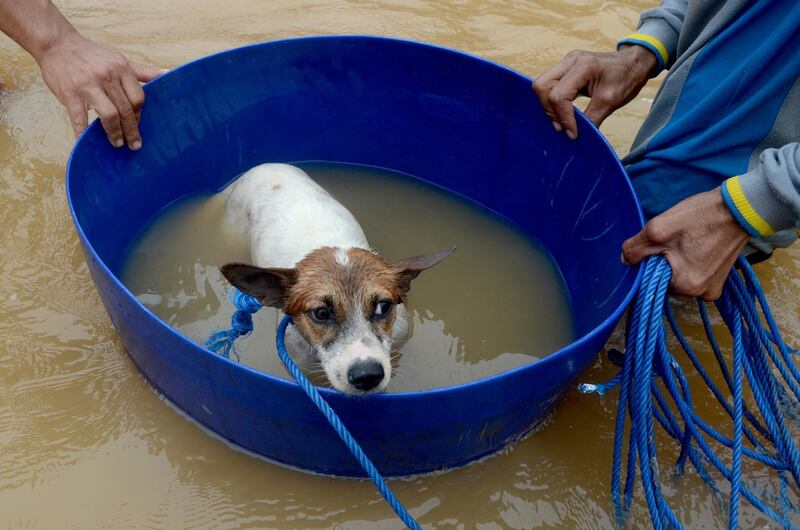 Volunteers evacuate a dog following floods in Makassar, South Sulawesi, Indonesia. Reuters