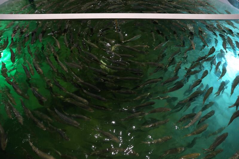 DUBAI , UNITED ARAB EMIRATES , March 27 – 2019 :- Salmon fishes at the Fish Farm in Jebel Ali Free Zone in Dubai. ( Pawan Singh / The National ) For Business/Instagarm/Big Picture. Story by Sarah