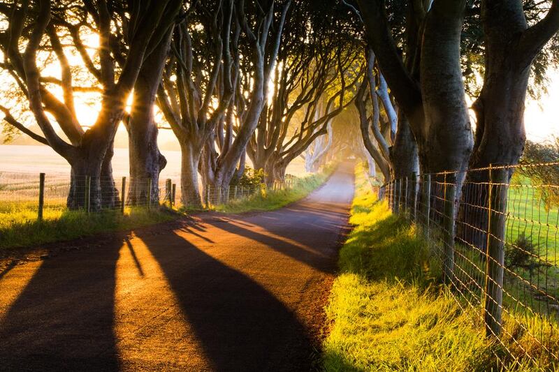 The row of 18th-century beech trees in the lane called the Dark Hedges featured as a section of the Kingsroad in season two of Game of Thrones. Getty Images