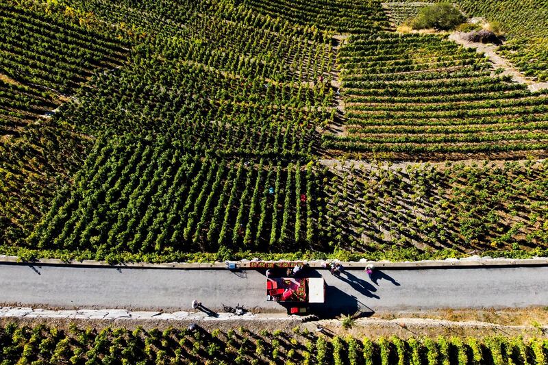 A picture taken with a drone shows grape pickers harvesting grapes of Heida in the highest situated vineyard in Europe overlooking the Swiss alps in the Valais region, in Visperterminen, Switzerland. EPA