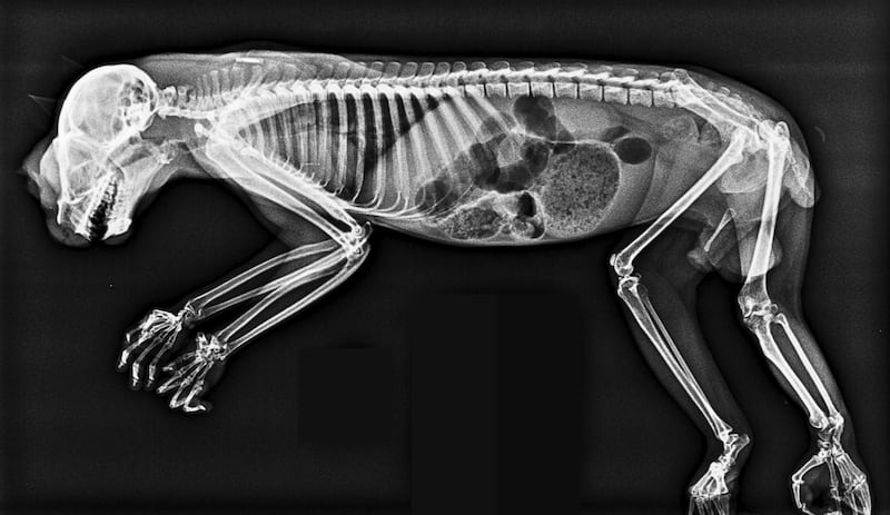 The zoo's X-ray of a pygmy slow loris. PA