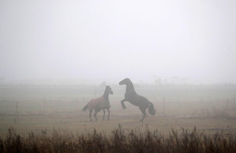 Horses graze on a meadow in Podolsk outside Moscow, Russia. EPA