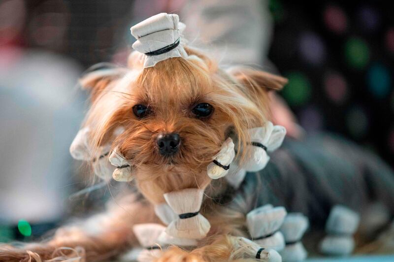 Curlers: A dog is prepared before participating in the 144th annual Westminster Kennel Club Dog Show on February 10, 2020. AFP