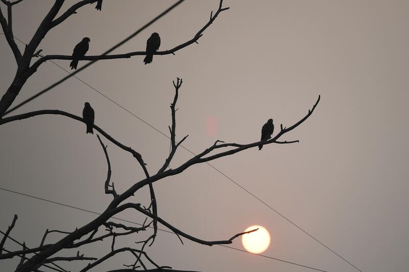 Birds rest on the branches of a tree during sunrise in New Delhi. AFP