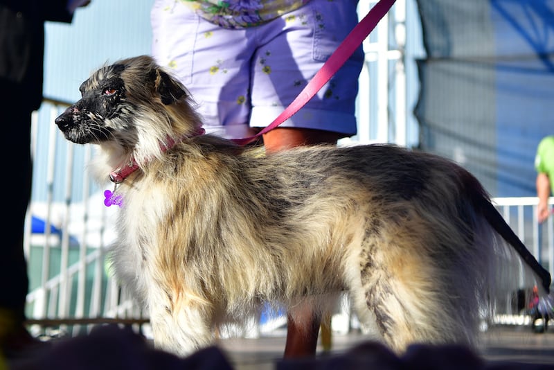 Some of the dogs were not so ugly. AFP