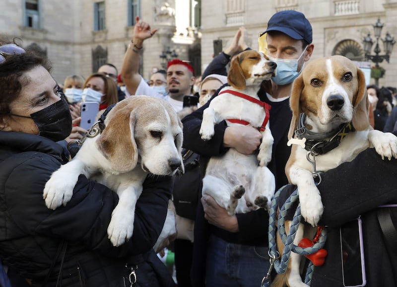 Beagles at the protest in Barcelona in January. EPA 