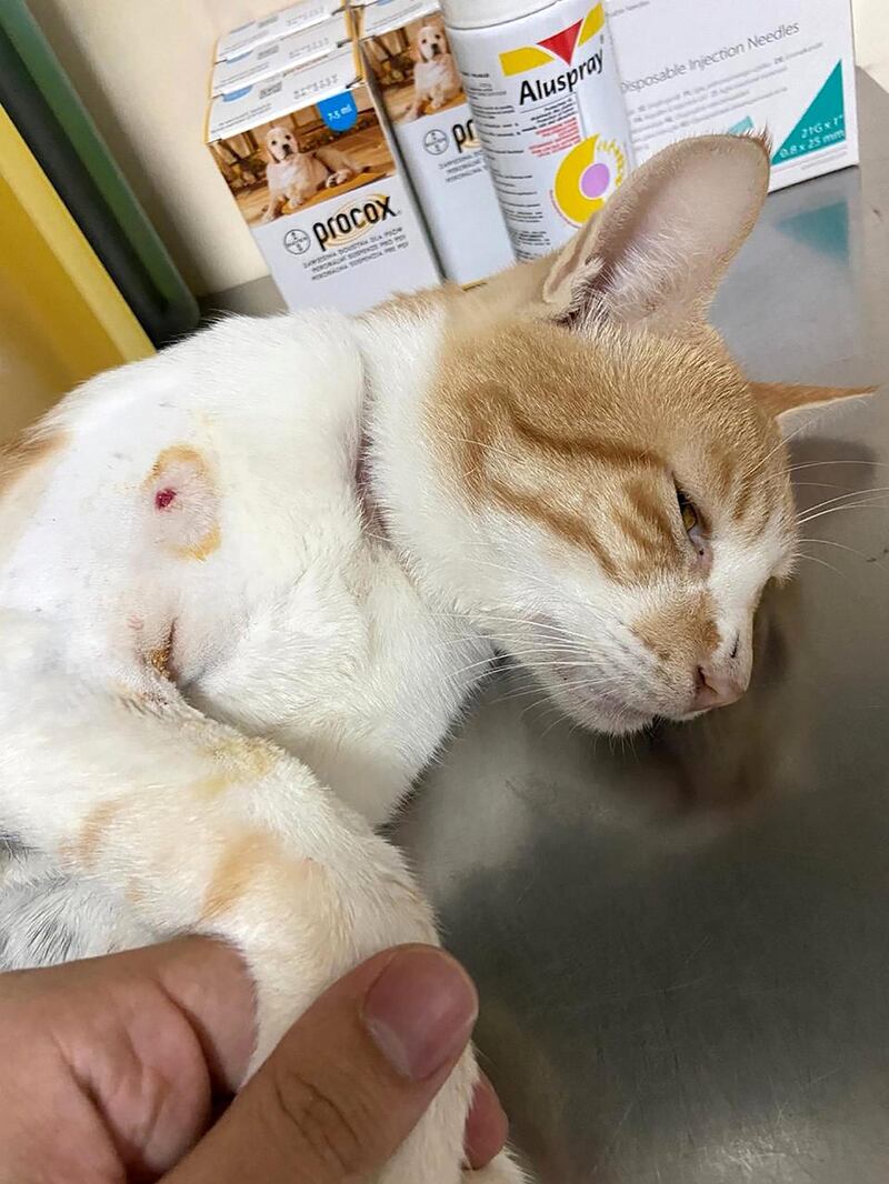 The stray cat was shot with an airgun. Courtesy: Dr Khaled Sheta