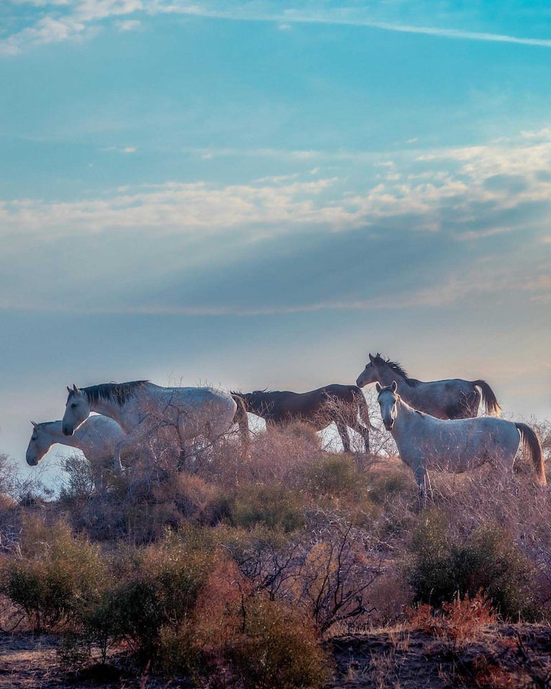 Sheikh Hamdan's photo of a herd of horses in Uzbekistan.