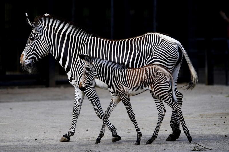 A newborn zebra takes its first steps outside on the Savannah in ARTIS, Amsterdam, The Netherlands. The Grevy zebra is the most endangered of all zebra species.  EPA