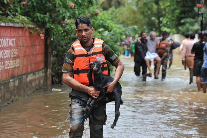 Rescue personnel carry animals and elderly people to safety from flood waters during a rescue operations at Mala village in Thrissur District, Kerala. AFP