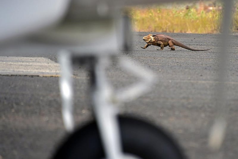 An iguana scurries across the landing strip. AFP