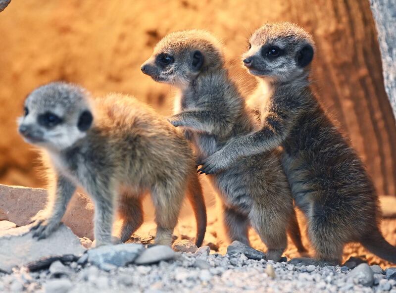 Three young meerkats are pictured at the zoo in Karlsruhe, southern Germany. AFP