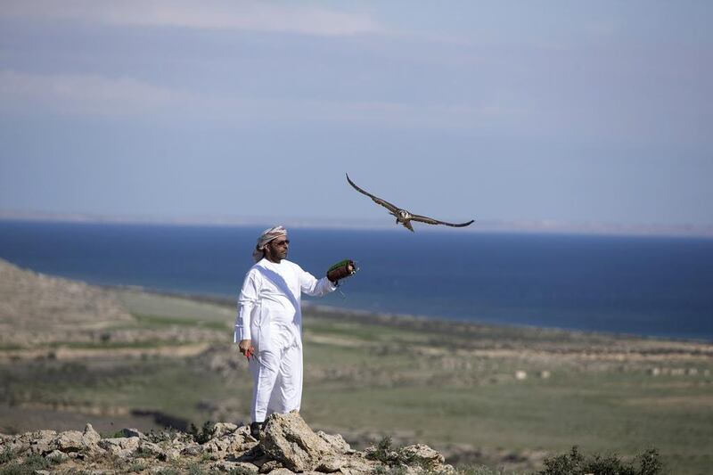 Khamis al Hamadi, the head training falconer at the private office of Sheikh Mohammed bin Zayed, Crown Prince of Abu Dhabi and Deputy Supreme Commander of the Armed Forces, releases a falcon.