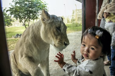 A young visitor and one of Dubai Safari's three African white lions keep a social distance. Victor Besa for The National
