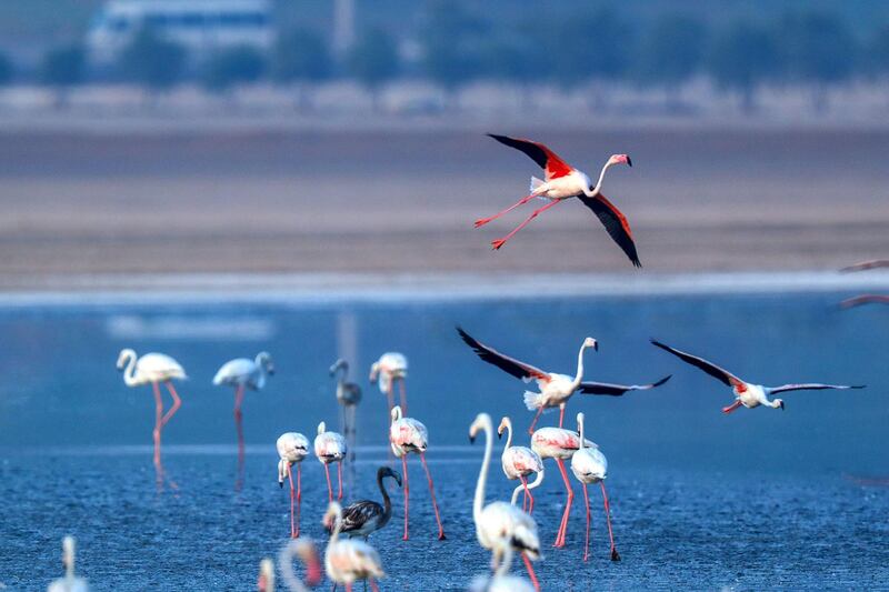 Abu Dhabi, United Arab Emirates, August 6, 2020. 
 Al Wathba Wetland was declared a reserve in 1998 by Sheikh Zayed, the Founding Father.
It was established as a protected area following the first successful breeding of flamingos.
Victor Besa /The National
Section: NA
For:  Standalone/Big Picture