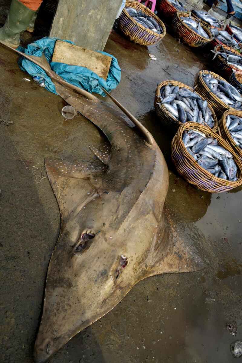 The main threats to the common guitarfish are commercial fishing to supply the shark fin trade. AFP