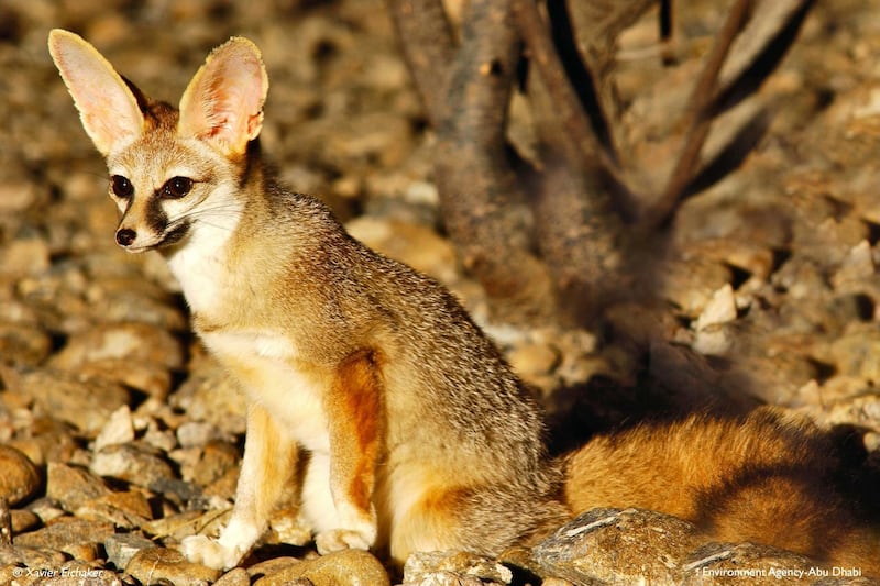 Blanford's fox, a rare species native to the Middle East and Central Asia, was spotted on Jebel Hafeet. Courtesy: Environment Agency Abu Dhabi.