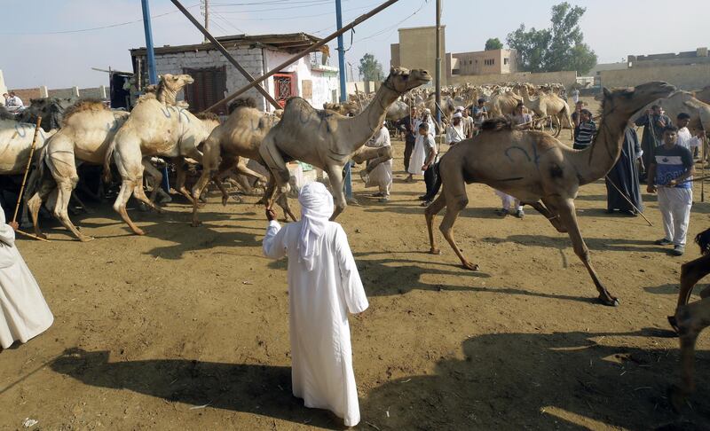 In Egypt, camels sell for between 18000 and 40,000 Egyptian pounds.