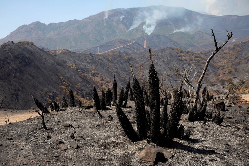The fire has burnt more than 6,000 hectares of forest in Estepona municipality. EPA