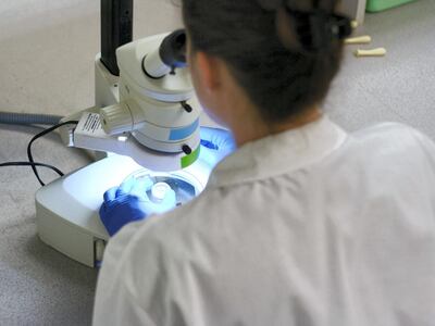 Scientist examines a specimen using a dissecting microscope. 