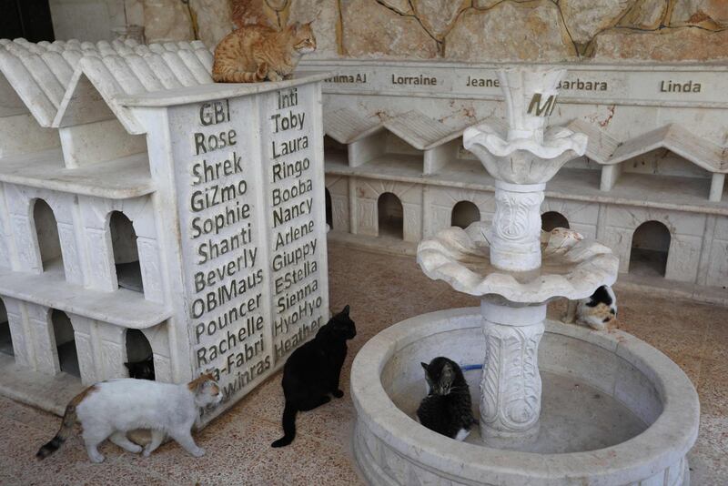 Cats walk around a marble fountain and cubes used as houses at Ernesto's Cat Sanctuary. AFP