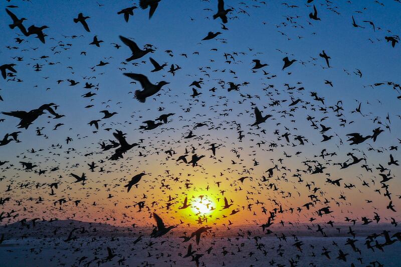 Migrant birds fly over a reservoir in Shenyang, in China's Liaoning province.  AFP