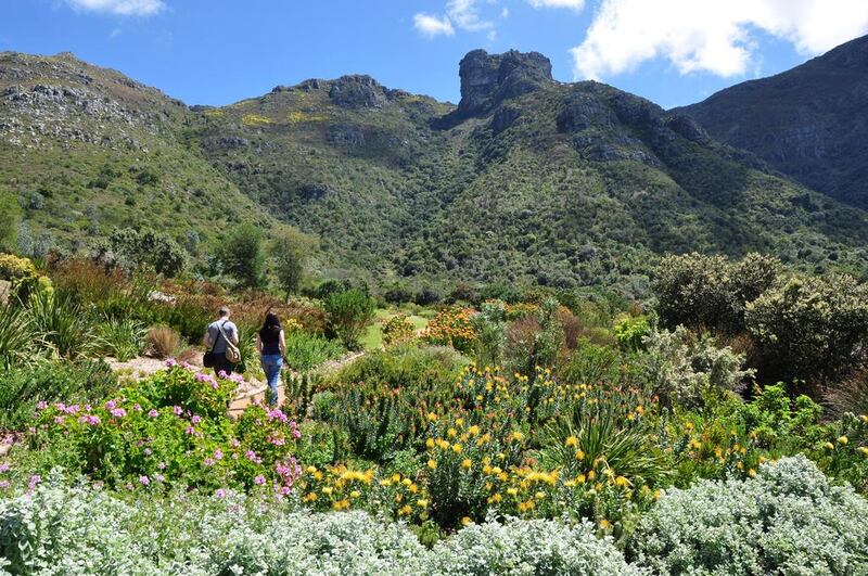 The Fynbos Walk with the colourful Pincushions (Leucospermum), Sugarbushes (Protea), Heaths (Erica) and other Fynbos shrubs from the mountains and valleys of the Western Cape, at Kirstenbosch National Botanical Garden. Courtesy Alice Notten