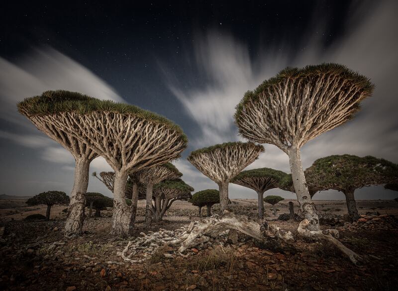 Honourable Mention, Plants and Fungi, Cristiano Xavier, Brazil. Dragon Blood Trees on Socotra Island.